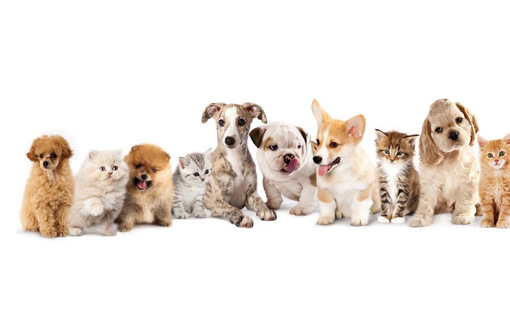 MonChat_ca-fond-ecran-blanc-avec-plusieurs-chats-et-chiens-adorables.jpg